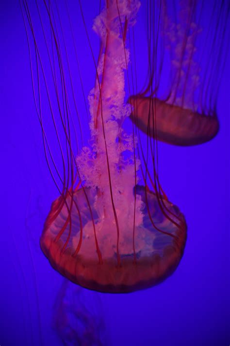 Jellyfish @Ripley's Aquarium of Canada