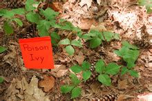 Poison Ivy Free Stock Photo - Public Domain Pictures