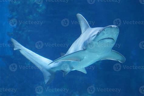 Shark Swimming Underwater 23128873 Stock Photo at Vecteezy