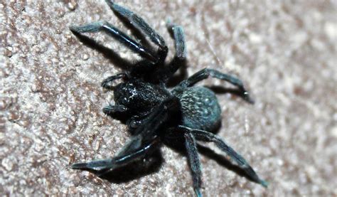 Black House Spider - Facts, Venom & Habitat Information