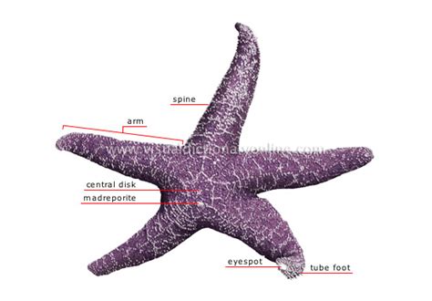 ANIMAL KINGDOM :: SIMPLE ORGANISMS AND ECHINODERMS :: ECHINODERMS ...