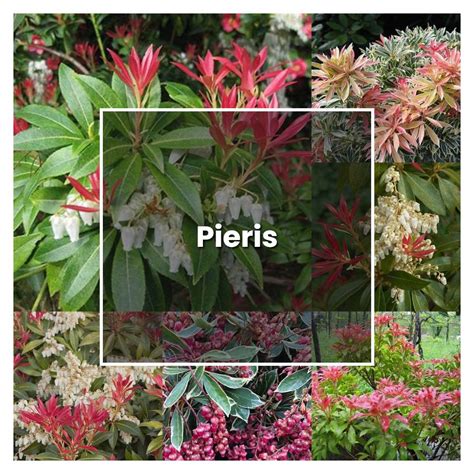 How to Grow Pieris - Plant Care & Tips | NorwichGardener