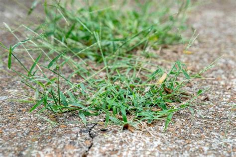 Crabgrass Identification: What Crabgrass Looks Like | LawnHelpful.com