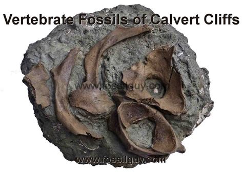 Fossil Vertebrate Identification for Calvert Cliffs of Maryland ...