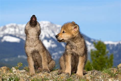 howling - Animal Stock Photos - Kimballstock