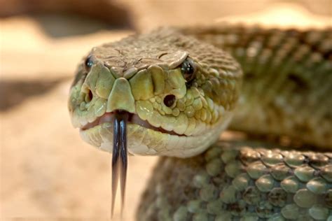 Free picture: snake tongue, viper, danger, head, venom, nature, wildlife, animal, reptile