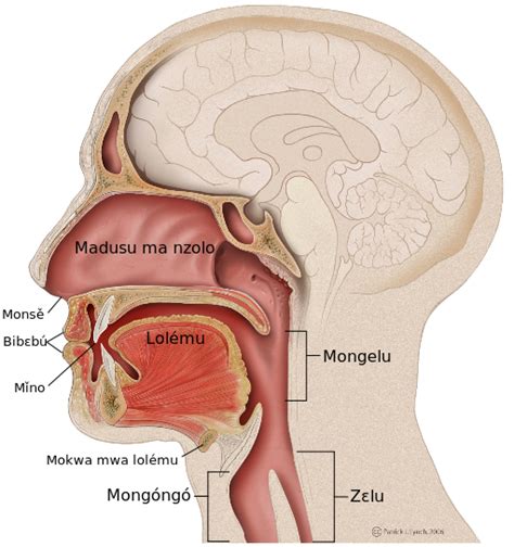 File:Mouth anatomy-ln.svg - Wikimedia Commons