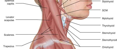 Cervical Spine Muscle Anatomy