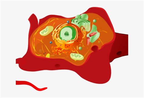 cliparts vacuole - Clip Art Library