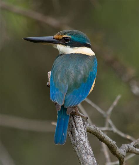 Sacred Kingfisher by SirTimid on DeviantArt