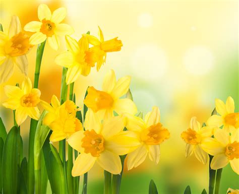 Daffodils Spring Wallpapers - Wallpaper Cave