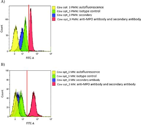 (A) Mean fluorescence intensity of the fluorescein isothiocyanate ...