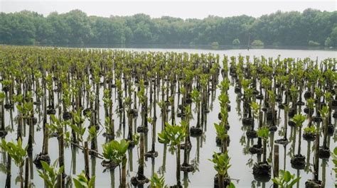 Miliki Peranan Penting Untuk Lingkungan, 3000 Pohon Bakau Akan Ditanam