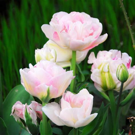 Fragrant Double Rose Tulip Bulbs for Sale Online | Angelique – Easy To Grow Bulbs