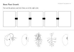 life cycle of a bean plant worksheet pdf - Cyril Mcvey