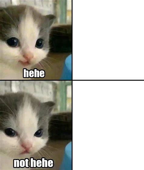 hehe not hehe cat meme template : r/MemeTemplatesOfficial