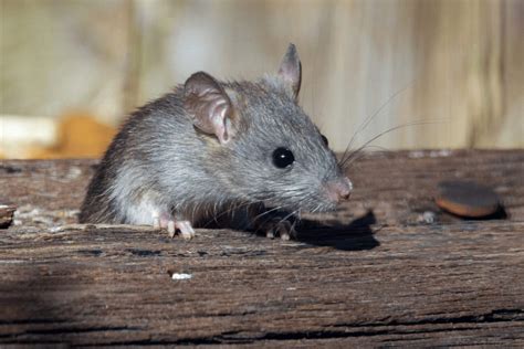 7 Signs of a Rat Infestation in Your Home | Renovated