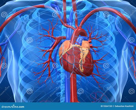 Sistema cardiovascular stock de ilustración. Ilustración de colesterol - 5564150