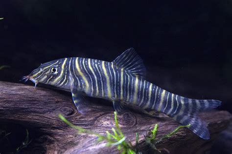 The Engaging and Active Zebra Loach Fish - Build Your Aquarium