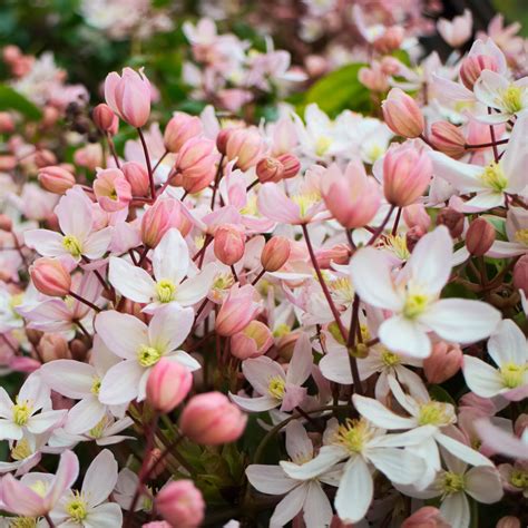 Clematis armandii 'Apple Blossom' | Express Garden Shop