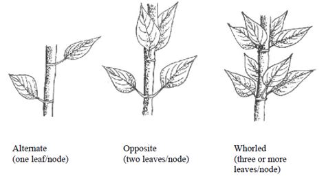 What are the types of leaf arrangements seen in plants?