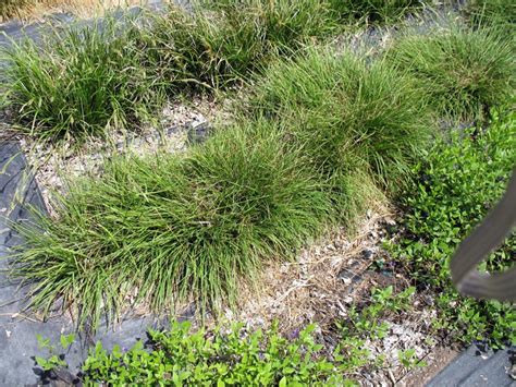 Sedge Plants for Austin: Photos of Sedges for the Austin Area