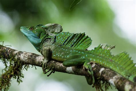 Large Adult Male Green Basilisk Lizard Photograph by Jon G. Fuller - Pixels