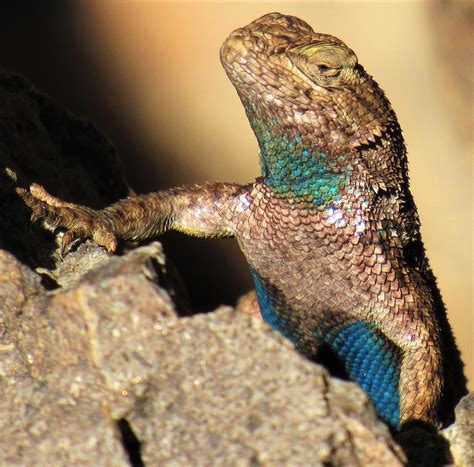 Western Fence Lizard By Joshua Bales, 03/30/2024