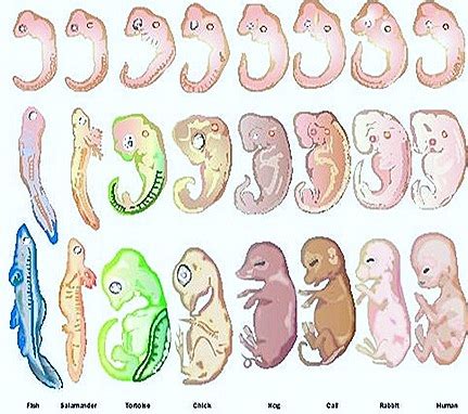 Evolution-Embryology Evidences | BIOZOOM