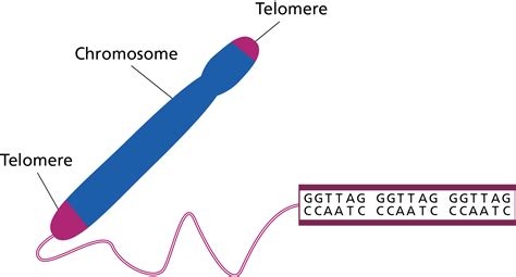 Non-coding DNA — Knowledge Hub