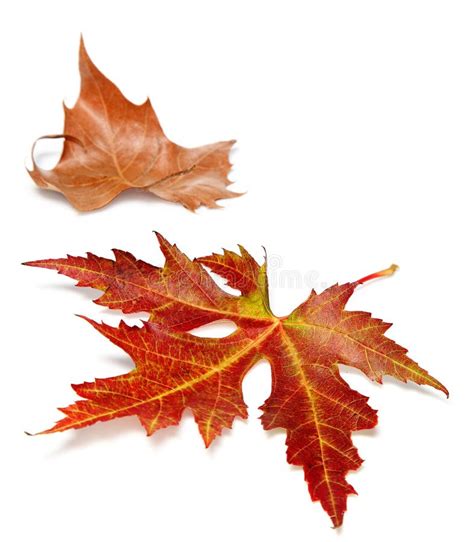 Two Autumn Leaves On A White Background Stock Photo - Image of maple, colors: 27437532