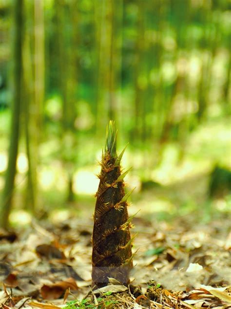 China Moso Bamboo Shoots Tasty Vegetable 30 Seeds / Pack Perennial ...