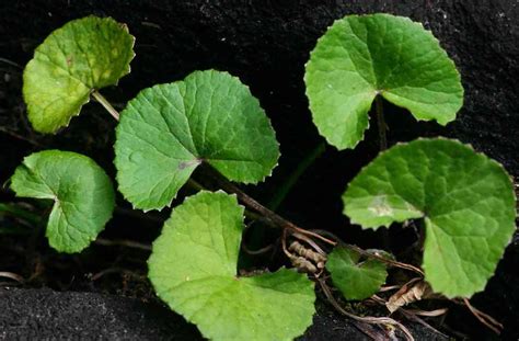 Asiatic Pennywort Health Benefits | TechGape