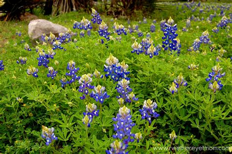 Texas Bluebonnets Are Here!! - R We There Yet Mom?