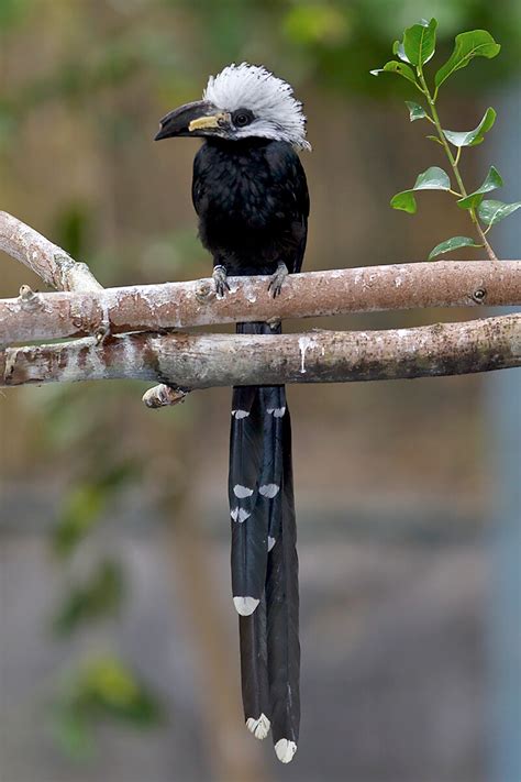 Hornbill | San Diego Zoo Animals & Plants