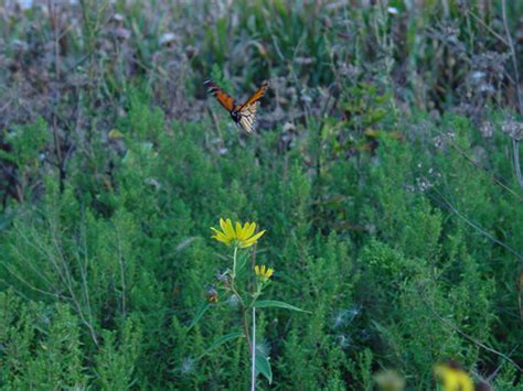 Native Plants: Nurseries