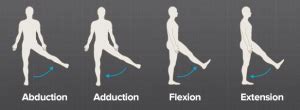 How Does a Hip Joint Move? - Brainlab.org