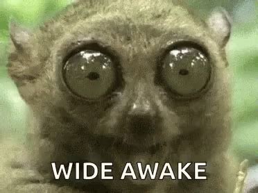 Wide Awake Wide Eyes GIF – Wide Awake Wide Eyes Tarsier – discover and share GIFs