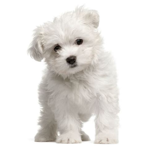 Maltese for Adoption - Browse Cute Maltese Puppies for Adoption | VIP Puppies