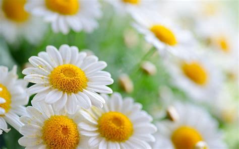 Daisy Flower Wallpapers - Top Free Daisy Flower Backgrounds - WallpaperAccess