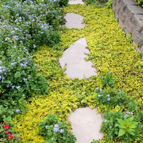 10 Best Low-Maintenance Ground Cover Plants | Family Handyman