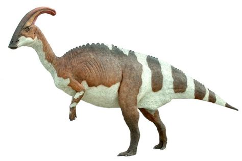 Parasaurolophus Pictures & Facts - The Dinosaur Database