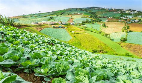 Visit Phu Thap Boek Thailand; The Biggest Area for Cabbage Farms | Airpaz Blog