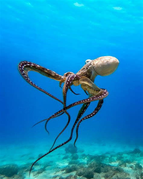 Underwater Octopus Photography Print - Etsy