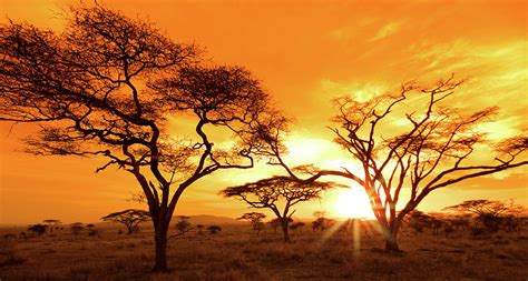 Serengeti Sunset #1 by Mb Photography