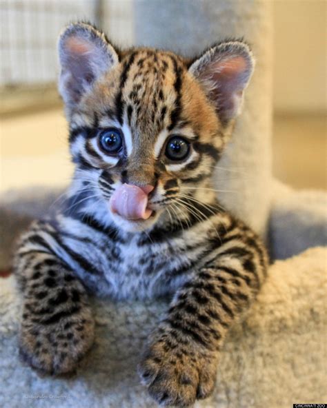 Santos The Baby Ocelot Loves Playing With His Best Friend Blakely The Dog (PHOTOS) | HuffPost