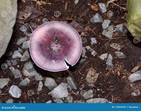 Purple Mushroom Stock Images - 1,833 Photos