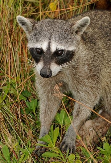 Cinderella animals: endangered species that could be conservation stars