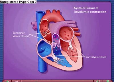 Cardiac Cycle - Systole & Diastole on Make a GIF