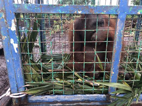 Mother and baby orangutan rescued and reunited — Orangutan Foundation